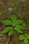 Eastern waterleaf